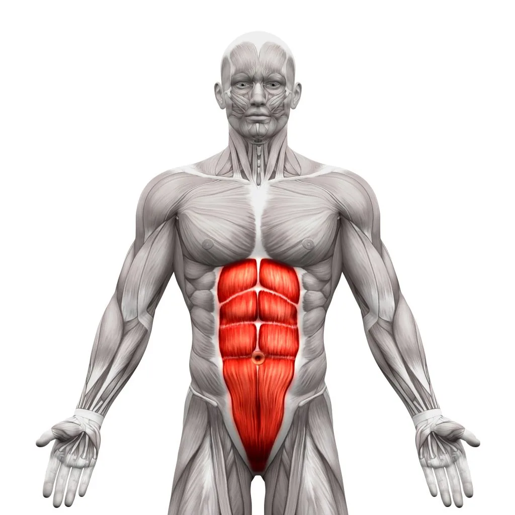 Recto abdominal, el músculo más visible del core