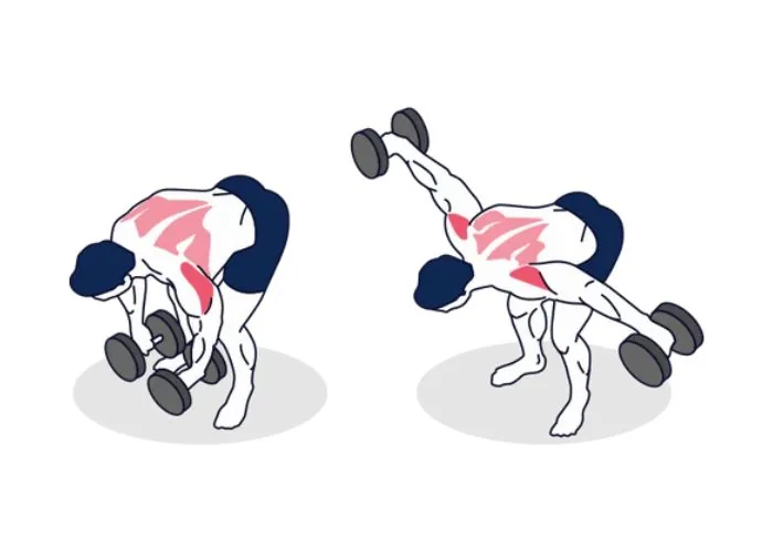 Pájaros con mancuernas para el deltoides posterior