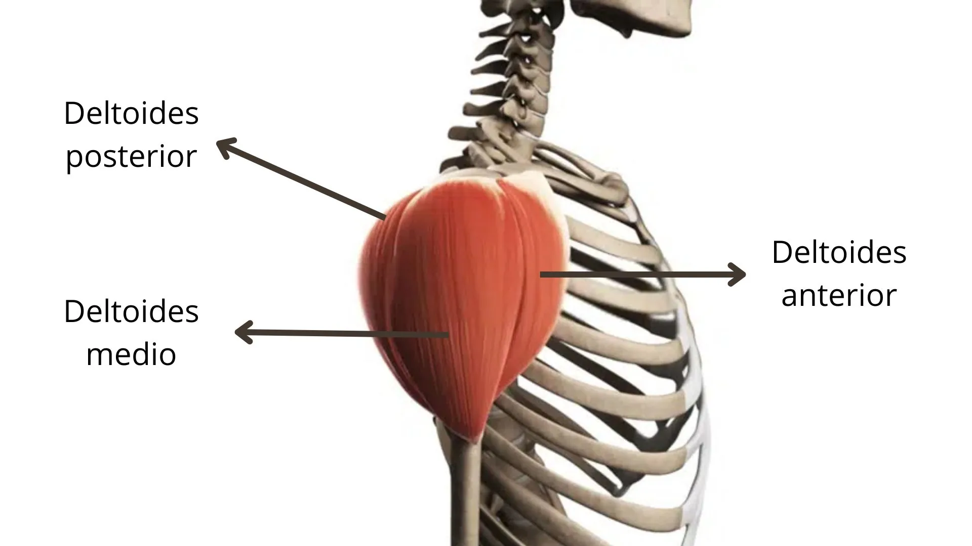 Las tres cabezas del deltoides: anterior, medio y posterior