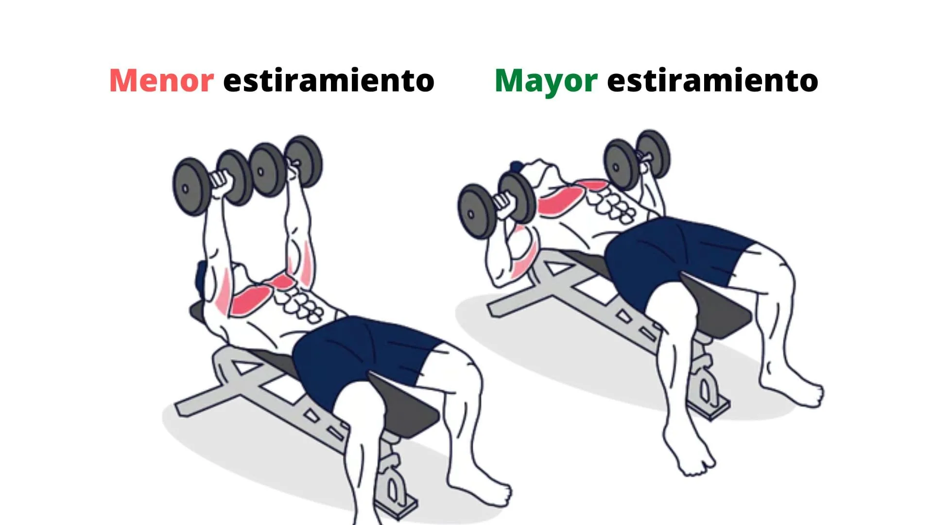 Estiramiento del pectoral en la parte baja del recorrido con mancuernas