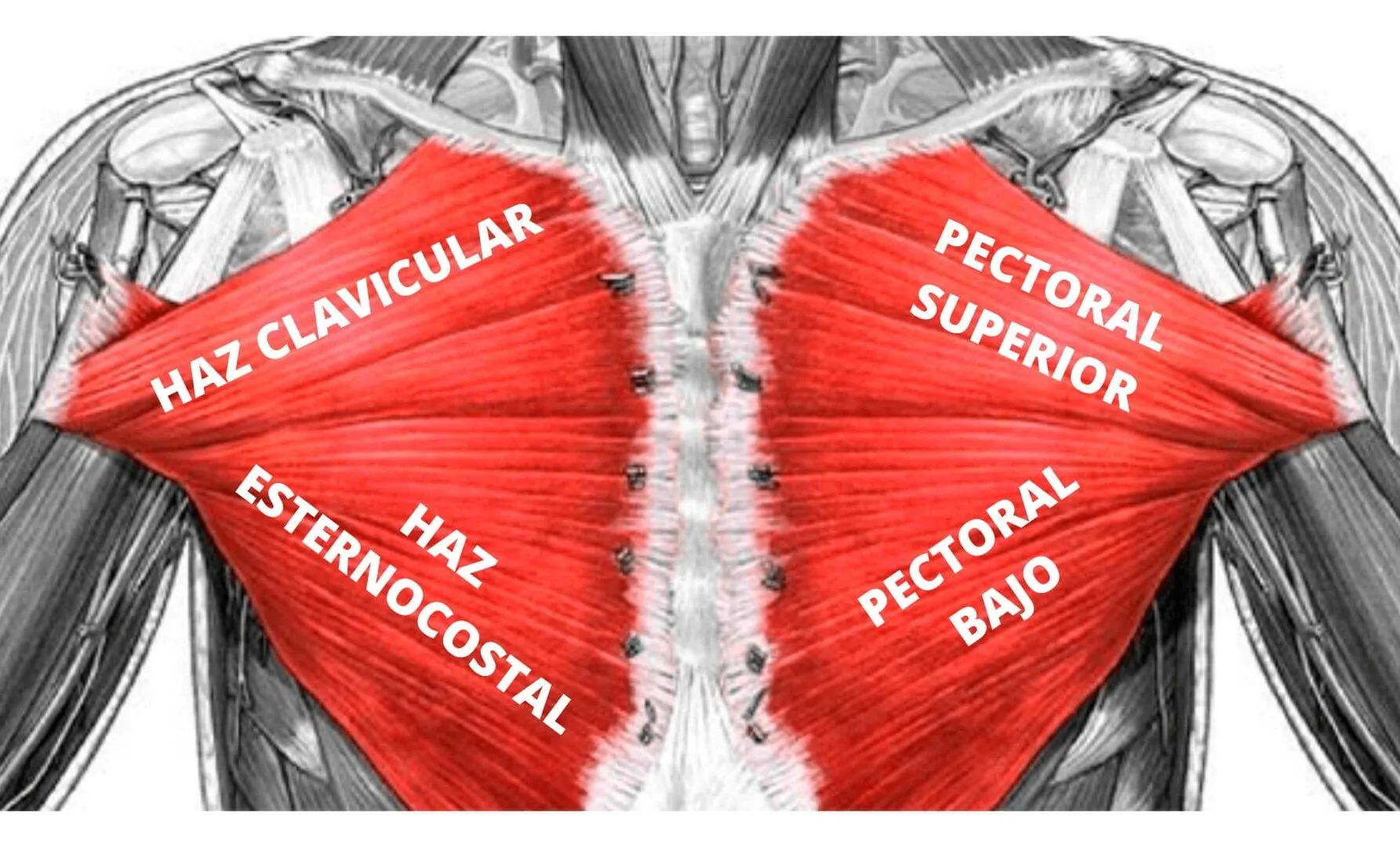 Las dos partes del pectoral: superior (haz clavicular) y bajo (haz esternocostal)