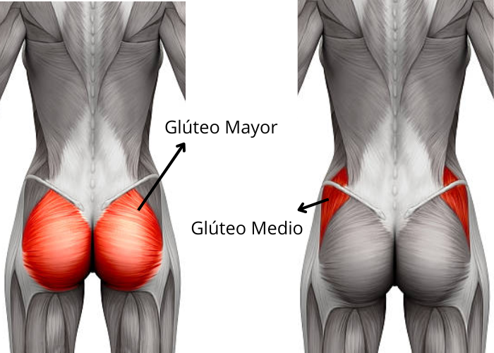 Glúteo mayor y glúteo medio