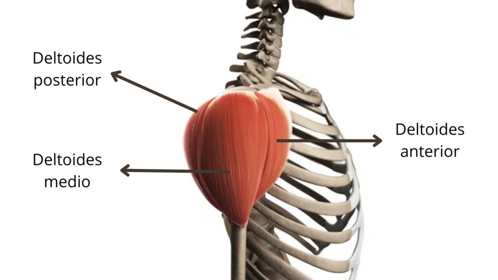 Partes del deltoides